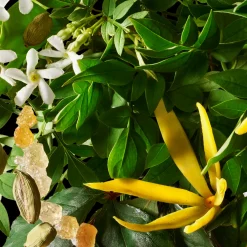RELAXING YLANG-YLANG BODY LOTION